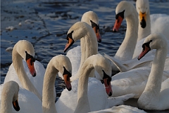 David Plant Photography - Wildlife Photographer - Mute swan gathering - L